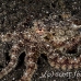 octopus_v_white_ta_hsb_r_h_0166_kom5153.jpg